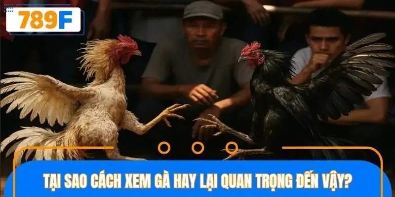 Cược thủ cần nắm rõ cách xem gà hay