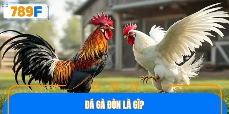 Đá gà đòn là gì? Đá gà đòn là gì?