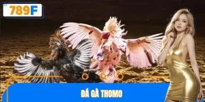 Đá gà thomo