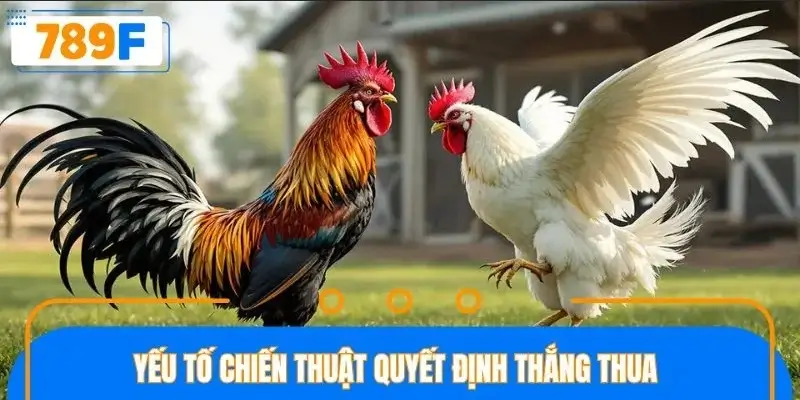Lưu ý những chiến thuật đỉnh cao trong sới đấu Lưu ý những chiến thuật đỉnh cao trong sới đấu