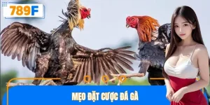 Mẹo Đặt Cược Đá Gà