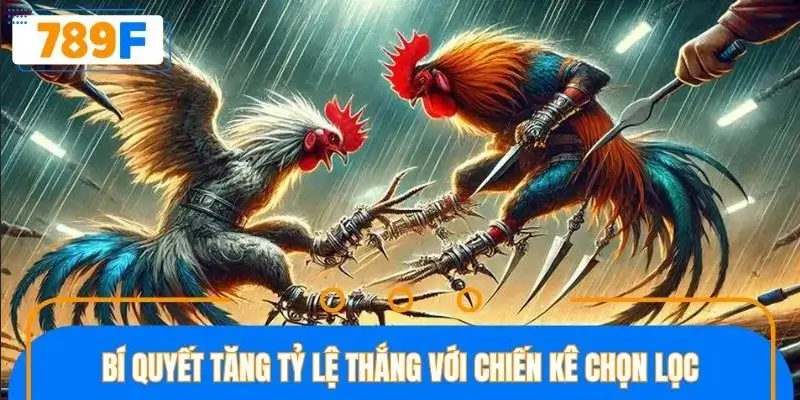 Mẹo hay để chọn chiến kê chắc thắng