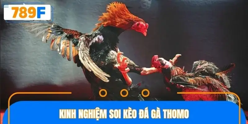 Một số kinh nghiệm soi kèo đá gà cực chuẩn Một số kinh nghiệm soi kèo đá gà cực chuẩn