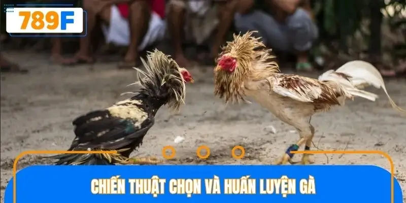 Những chiến thuật hay để chọn được gà chiến tiềm năng Những chiến thuật hay để chọn được gà chiến tiềm năng