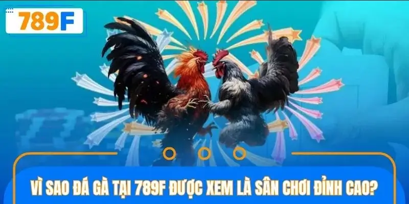 Sàn đấu gà chinh phục hàng triệu người chơi Sàn đấu gà chinh phục hàng triệu người chơi
