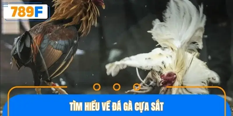 Sơ lược một số thông tin về đá gà cựa sắt Sơ lược một số thông tin về đá gà cựa sắt