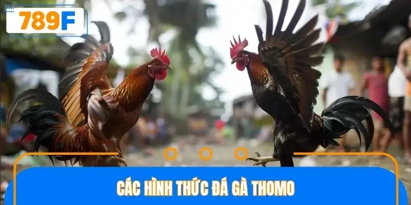Tổng hợp các hình thức đá gà thomo phổ biến trên nền tảng trực tuyến Tổng hợp các hình thức đá gà thomo phổ biến trên nền tảng trực tuyến