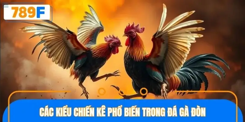 Trận đấu gà đòn quy tụ nhiều giống chiến kê Trận đấu gà đòn quy tụ nhiều giống chiến kê