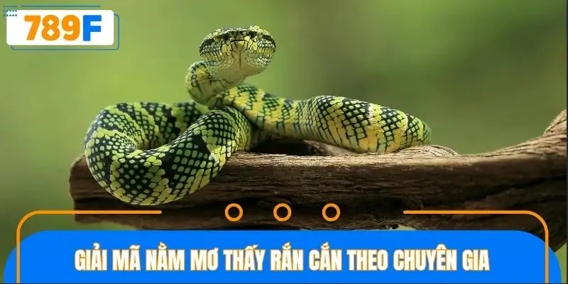 Giải mã nằm mơ bị rắn cắn theo chuyên gia Giải mã nằm mơ bị rắn cắn theo chuyên gia