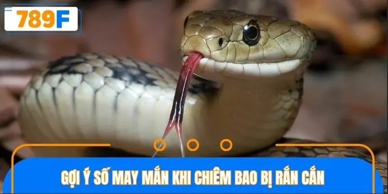 Gợi ý số may mắn khi nằm mơ bị rắn cắn Gợi ý số may mắn khi nằm mơ bị rắn cắn
