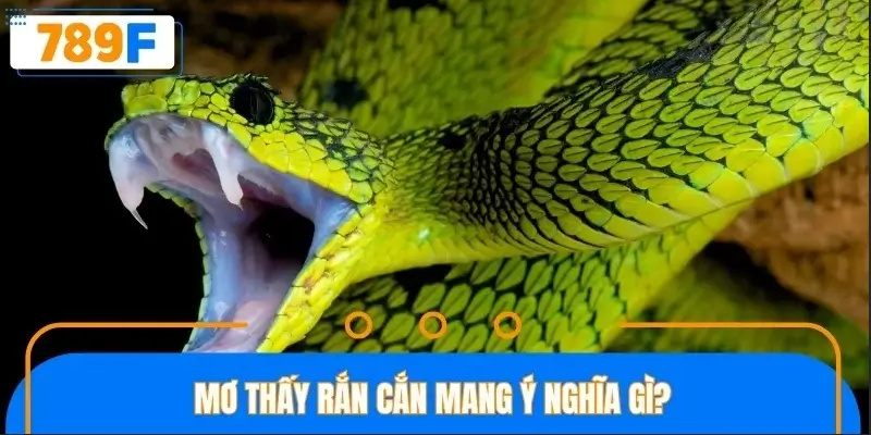 Nằm mơ bị rắn cắn mang ý nghĩa gì? Nằm mơ bị rắn cắn mang ý nghĩa gì?