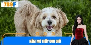 Nằm Mơ Thấy Con Chó