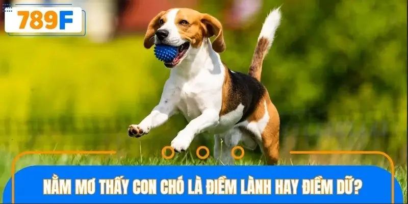 Nằm mơ thấy con chó là điềm lành hay điềm dữ?